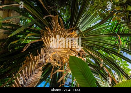 Bodenansicht von Palmen, exotischem Dschungel, natürlicher exotischer grüner Hintergrund. Stockfoto
