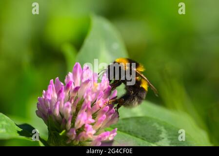 Hungrige Bumblebee auf rosa Blume Stockfoto