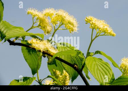 Cornus alternifolia „Winterorange“, Pagode Hundeholzbaumstrauch Stockfoto