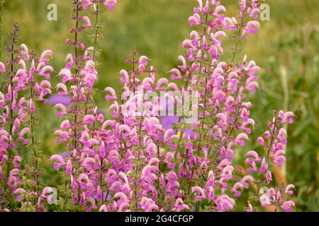 Salvia pratensis Rose Rhapsody June Salvia Pink Sage blüht Stockfoto