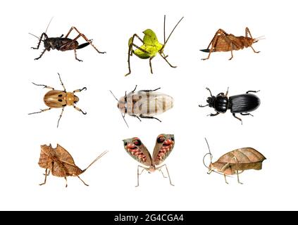 Insekten aus dem Amazonas-Regenwald Stockfoto