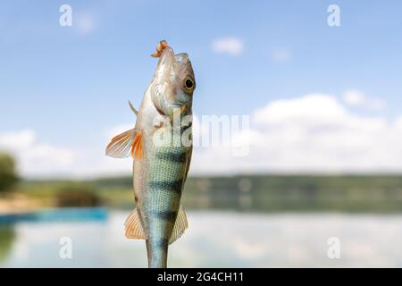 Nahaufnahme Fischer zeigt frischen Fang von kleinen Barsch Barsch Fisch beim Angeln auf See oder Fluss an hellen warmen sonnigen Tag gegen blauen Himmel Refektion Stockfoto