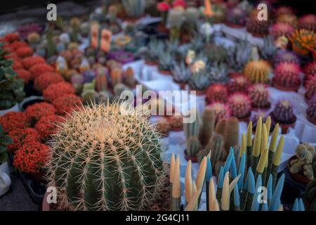 Verschiedene Kakteen in einem Blumenladen Stockfoto