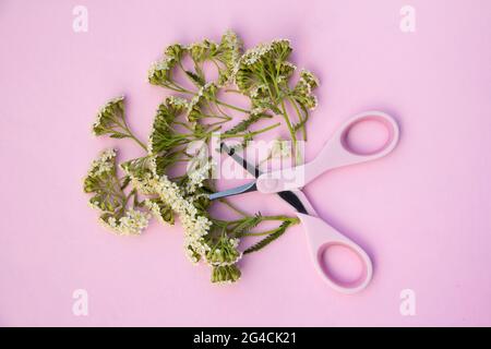 Das Konzept eines Schafgarben Blumen mit einer Schere geschnitten. Draufsicht, helle und pastellfarbene Pinks. Stockfoto