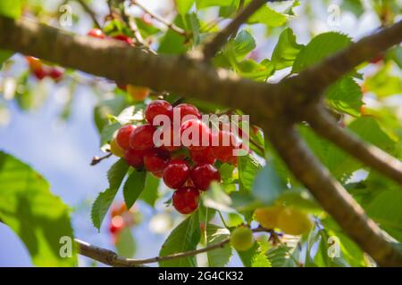 Zweig mit reifen süßen Kirschen und Blättern Stockfoto