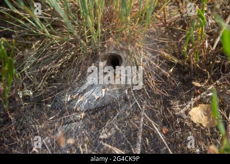 Graslabyrinth Spinne Agelenidae in der Nähe von seinem Webgraben Stockfoto