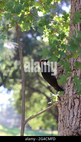 Männlicher Acorn-Specht, Melanerpes formicivorus, mit einem leuchtend roten Kopf sucht auf einer Eiche, Sonoma County, CA, nach Eicheln. Stockfoto