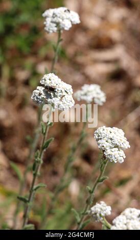 Weiße Schafgarben-Blütenköpfe auf langen Stielen vor braunem Hintergrund, Sonora County, CA. Stockfoto