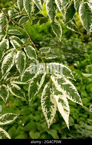 Japanische Graurinde Ulme Zelkova serrata variegata Baumzweig des Zelkova-Baumes Stockfoto