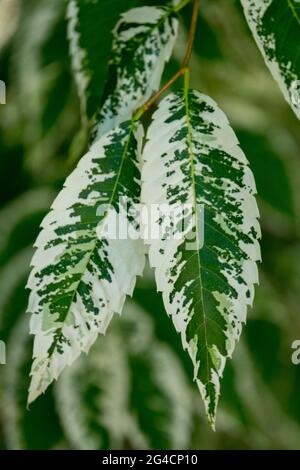 Zelkova serrata Variegated Blatt Japanische Graurinde Ulme, Zelkova serrata 'variegata' Stockfoto