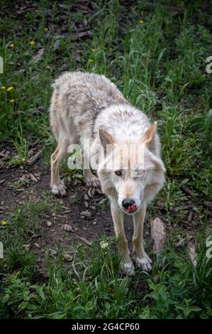 Ein Wolfhund im Yamnuska Wold Dog Sanctuary in Alberta. Stockfoto