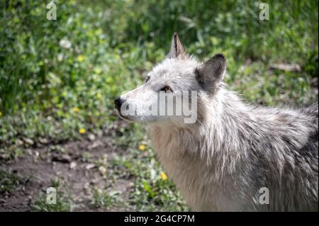 Ein Wolfhund im Yamnuska Wold Dog Sanctuary in Alberta. Stockfoto