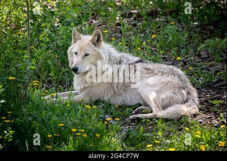 Ein Wolfhund im Yamnuska Wold Dog Sanctuary in Alberta. Stockfoto