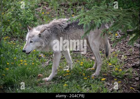 Ein Wolfhund im Yamnuska Wold Dog Sanctuary in Alberta. Stockfoto