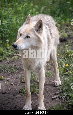 Ein Wolfhund im Yamnuska Wold Dog Sanctuary in Alberta. Stockfoto