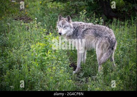 Ein Wolfhund im Yamnuska Wold Dog Sanctuary in Alberta. Stockfoto