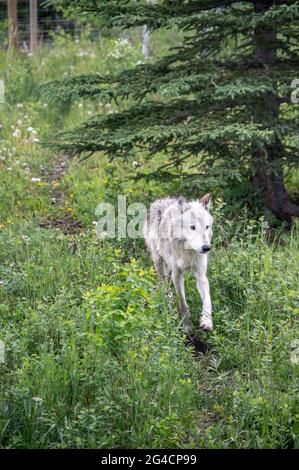 Ein Wolfhund im Yamnuska Wold Dog Sanctuary in Alberta. Stockfoto