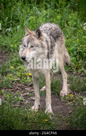 Ein Wolfhund im Yamnuska Wold Dog Sanctuary in Alberta. Stockfoto