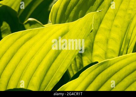 Hosta-Blatt „Summe und Substanz“ Leaves Plantain Lily hinterleuchtet hinterlässt Hostas Sunshine Stockfoto