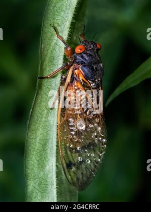 2021 Brut X Cicada Stockfoto