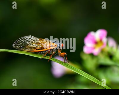 2021 Brut X Cicada Stockfoto