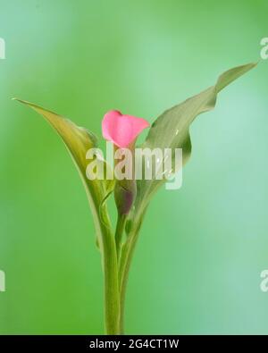 Schöne rosa Calla Lilie, Zantedeschia rehmannii, auf einem grünen Hintergrund fotografiert. Stockfoto