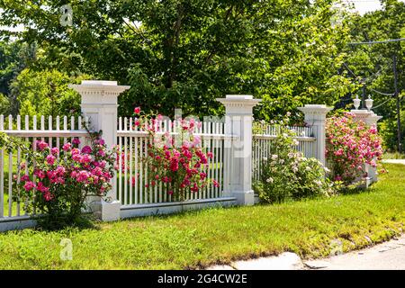 Rote Rosen auf einem alten weißen Zaun in Royalston, Massachusetts Stockfoto