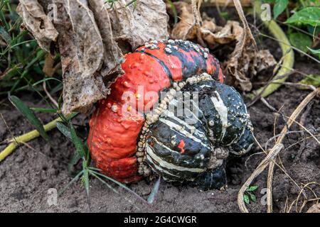 Turks Turban-Squash wächst auf dem Feld. Stockfoto