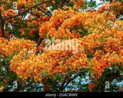 Schöne tropische orange Farbe Blumen auf dem Baum in Thailand. Rote Blume Hintergrund. Stockfoto