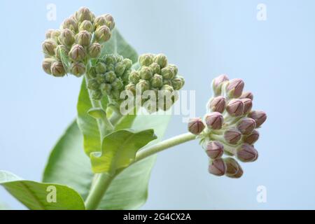 Im Frühling auffällige Milchkrautknospen oder Asclepias speciosa Knospen und Blätter vor blauem See Natur Hintergrund Stockfoto