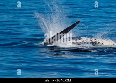 Buckelwale, die während ihrer jährlichen Wanderung vor der Tweed-Küste durchbrechen Stockfoto
