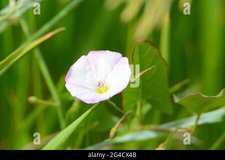 Weißfeldbindekraut oder Convolvulus arvensis mit Lavendelkanten und gelber Mitte verziert Stockfoto