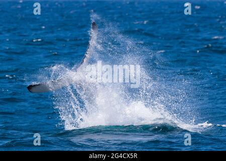 Buckelwal Tail Slapping und fluke tauchen vor der Tweed Heads Coast während ihrer jährlichen Migration Stockfoto