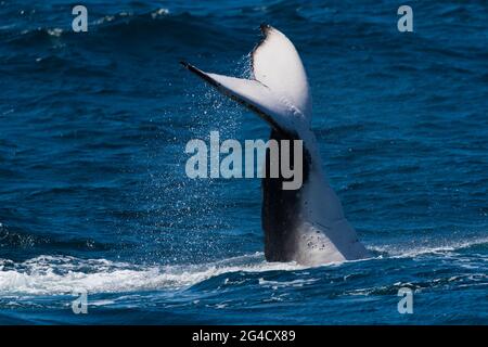 Buckelwal Tail Slapping und fluke tauchen vor der Tweed Heads Coast während ihrer jährlichen Migration Stockfoto