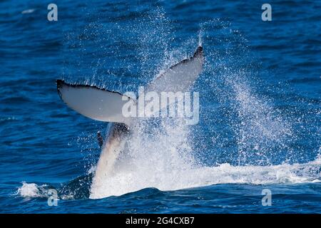 Buckelwal Tail Slapping und fluke tauchen vor der Tweed Heads Coast während ihrer jährlichen Migration Stockfoto