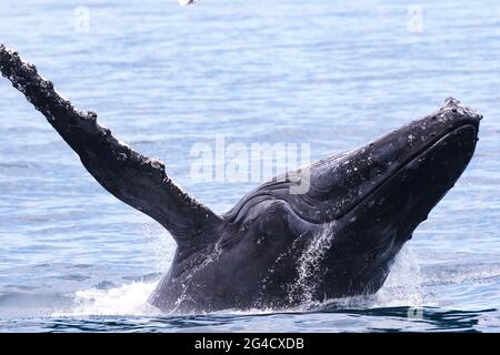 Buckelwale, die während ihrer jährlichen Wanderung vor der Tweed-Küste durchbrechen Stockfoto