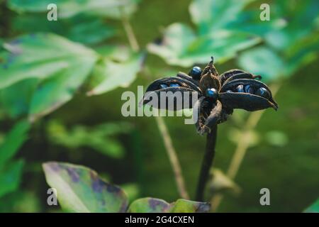 Sternförmige getrocknete Pfingstrose, der lateinische Name Paeonia anomala, mit schwarzen Samen im japanischen Zen-Garten im Herbst, Kyoto, Japan Stockfoto