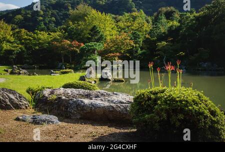 Sonnenbeschienene blühende rote Spinnenlilien im traditionellen japanischen Zen-Garten Sogenchi im Herbst am Tenryu-ji-Tempel entlang des Teiches in Kyoto, Japan Stockfoto