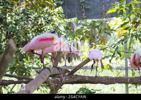 Eine Gruppe von Rotlöffelvögeln, die auf Stämmen stehen Stockfoto