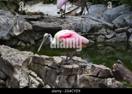 Ein Löffelvögel, der am Ufer eines Teiches steht Stockfoto