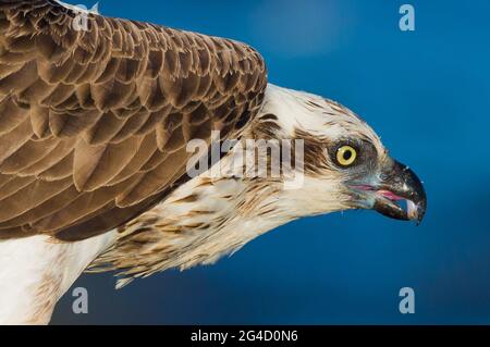 Eastern Osprey in Hastings Point, Northern NSW, Australien Stockfoto