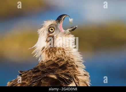 Eastern Osprey in Hastings Point, Northern NSW, Australien Stockfoto