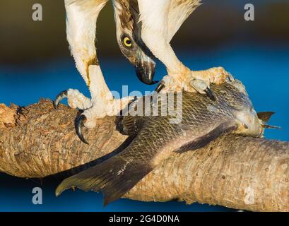 Eastern Osprey in Hastings Point, Northern NSW, Australien Stockfoto