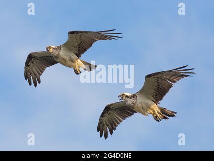 Eastern Osprey in Hastings Point, Northern NSW, Australien Stockfoto