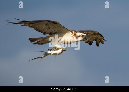 Eastern Osprey in Hastings Point, Northern NSW, Australien Stockfoto