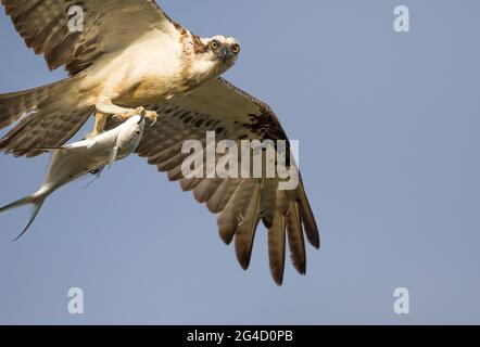 Eastern Osprey in Hastings Point, Northern NSW, Australien Stockfoto