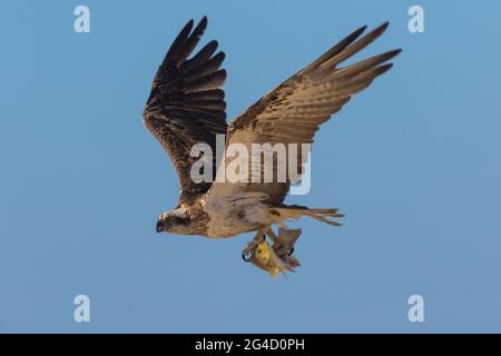 Eastern Osprey in Hastings Point, Northern NSW, Australien Stockfoto