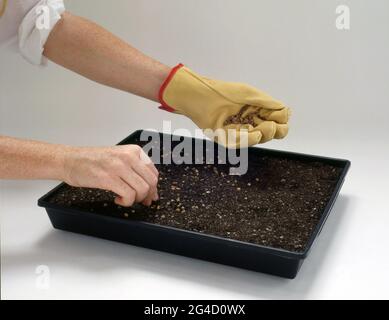 SAMEN AUSSÄEN: SCHRITT DREI: DIE SAMEN GLEICHMÄSSIG ÜBER DIE BLUMENMISCHUNG STREUEN. Stockfoto