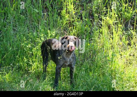 Jagdhund der deutschen Rasse Drathaar im Sommer auf dem Feld. Stockfoto