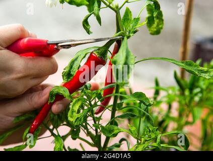 Rote Chili aus einem heimischen Garten ernten Stockfoto